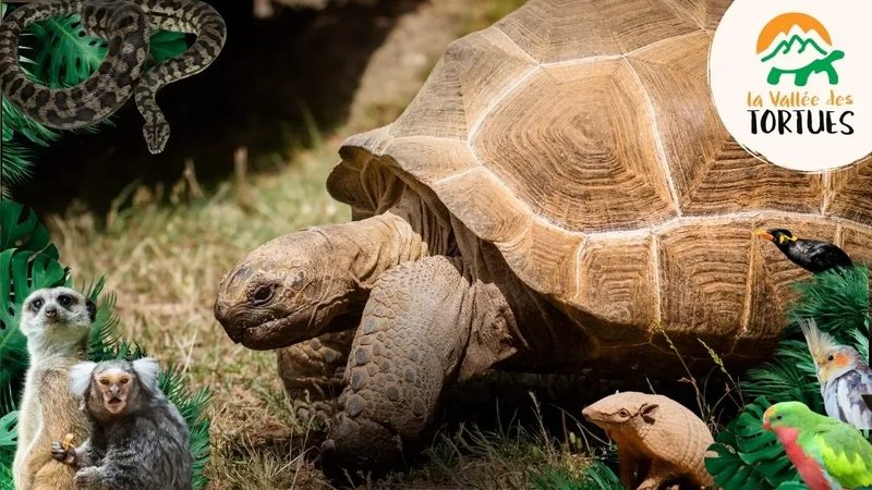 Reuzenschildpad die door het gras loopt in La Vallée des Tortues in Sorède