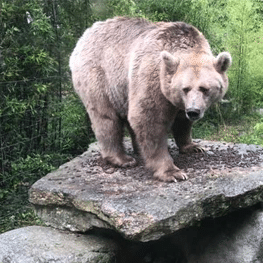 Parc animalier de Casteil